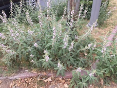 Sphaeralcea angustifolia
