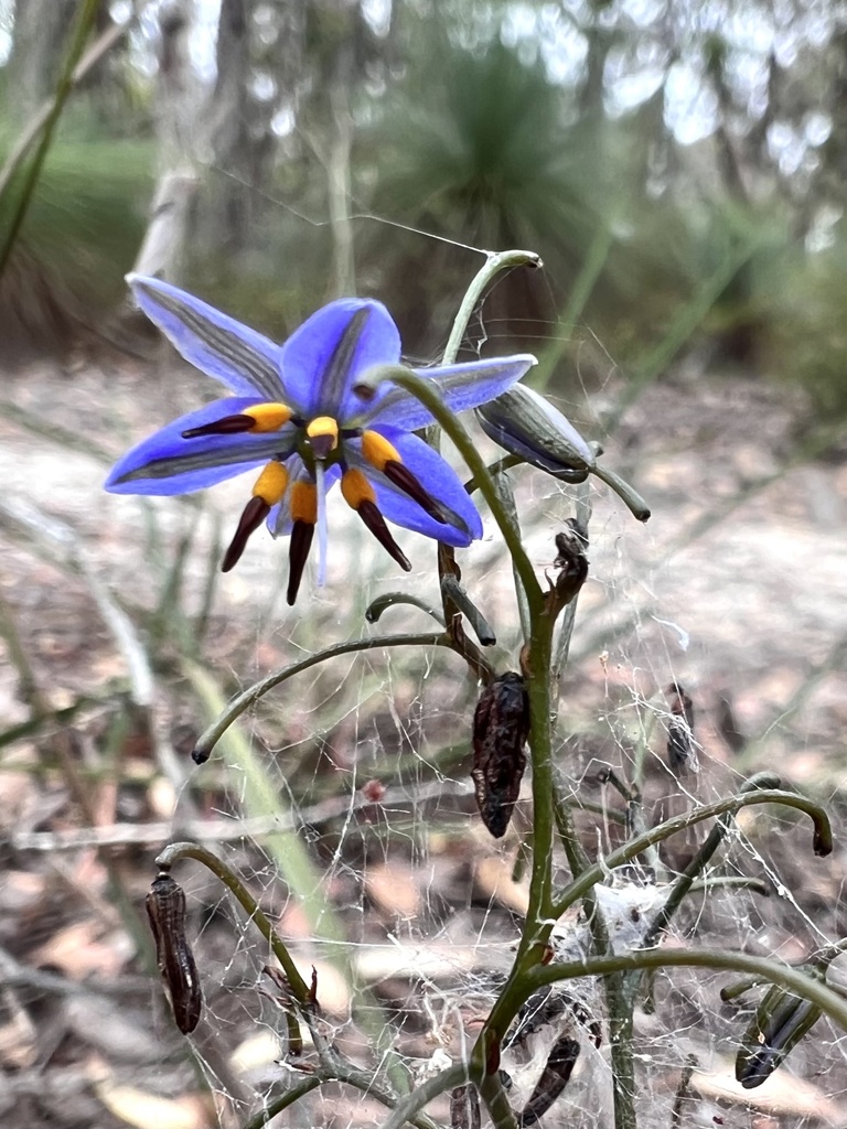 flax-lilies from Brisbane Ranges National Park, Balliang, VIC, AU on ...