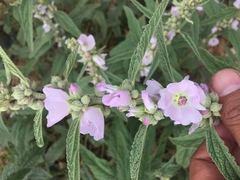 Sphaeralcea angustifolia