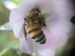 Apis mellifera