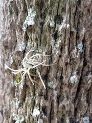 Tillandsia recurvata image