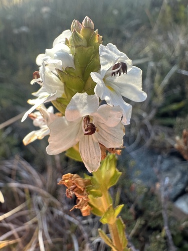 Euphrasia crassiuscula, 2024-04-27