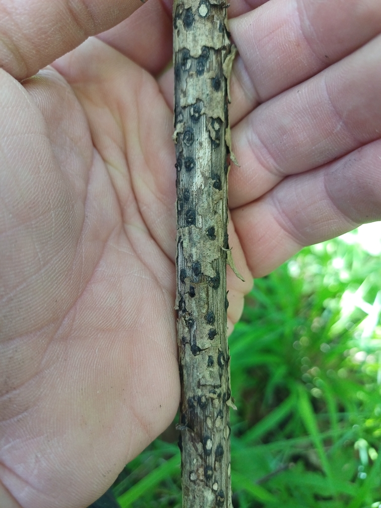 Diaporthe detrusa
