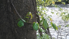 Toxicodendron radicans