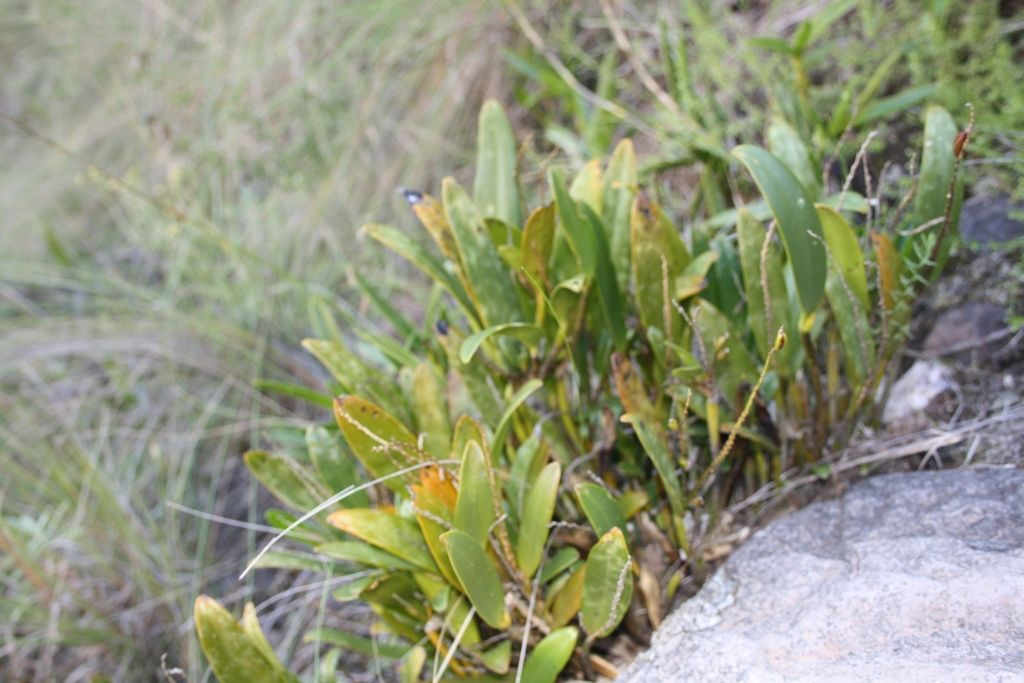 Stelis pulchella