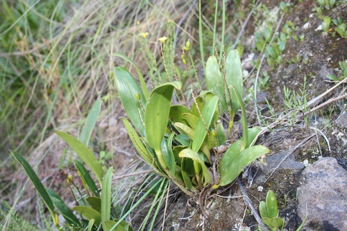 Stelis pulchella, photograph 1