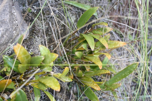 Stelis pulchella, photograph 2