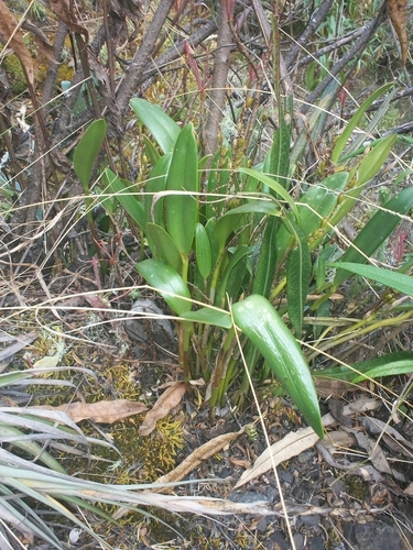Stelis pulchella, photograph 3