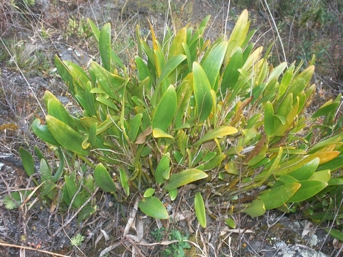 Stelis pulchella, photograph 4
