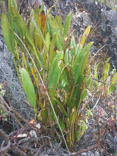 Stelis pulchella, photograph 5