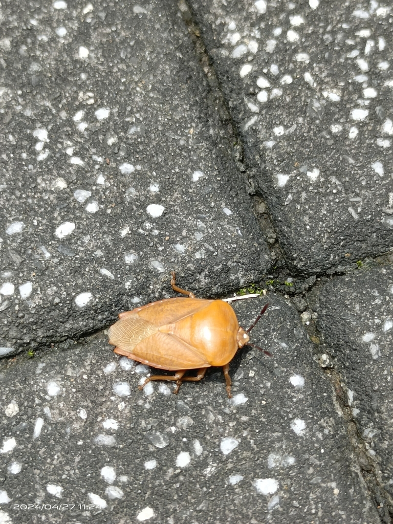 Lychee Stink Bug from Taipei, TW-TP, TW on April 27, 2024 at 11:24 AM ...