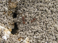 Manica