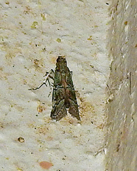 Cacotherapia flexilinealis