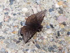 Erynnis juvenalis