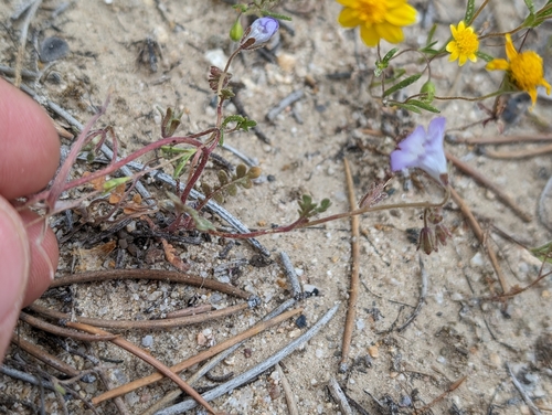 Image of Douglas' Phacelia (Phacelia douglasii) by (c) Ken-ichi Ueda, some rights reserved (CC BY)