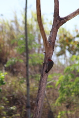 Melanerpes aurifrons