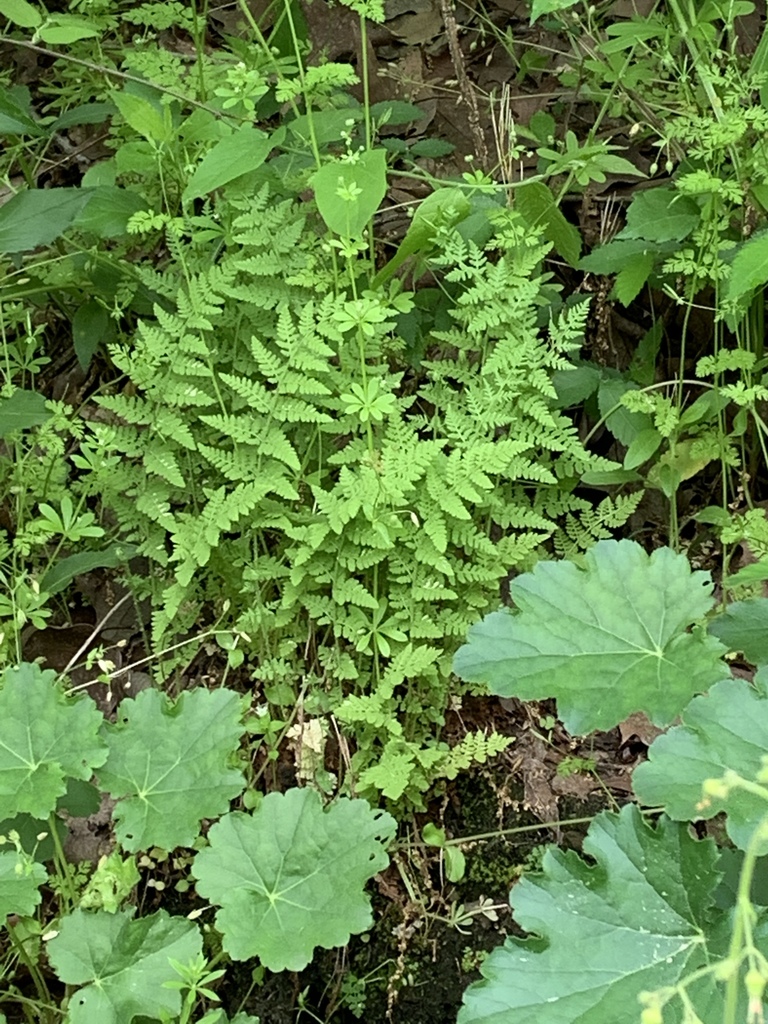 lowland brittle fern from Heavener Runestone Park, Heavener, OK, US on