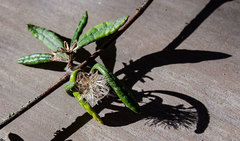 Olearia bullata