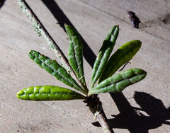 Olearia bullata