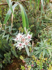 Diplostephium haenkei
