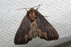 Dypterygia scabriuscula