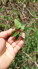 Lycianthes lenta
