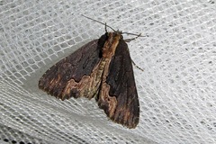 Dypterygia scabriuscula