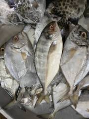 Blackfin Scad photo 4