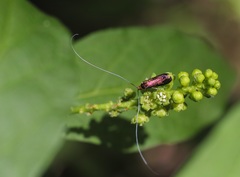 Adela caeruleella