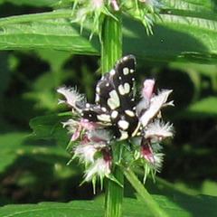 Pseudothyris sepulchralis