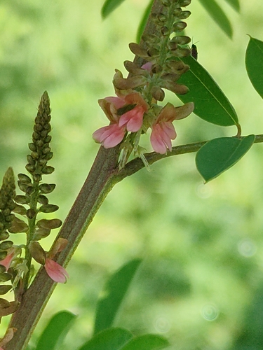 Image of Indigofera suffruticosa by (c) Tony van Kampen, some rights reserved (CC BY)