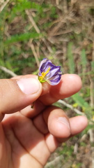 Lycianthes lenta
