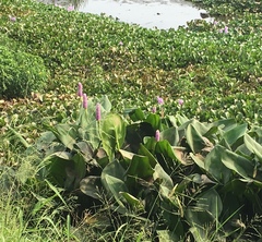 Pontederia sagittata