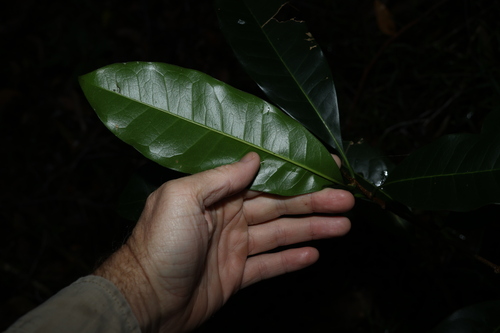 Image of Chionanthus ramiflorus by (c) Greg Tasney, some rights reserved (CC BY-SA)
