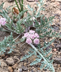 Vesper montanus