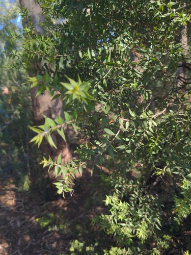Melaleuca styphelioides