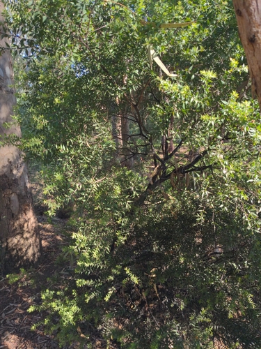 Melaleuca styphelioides