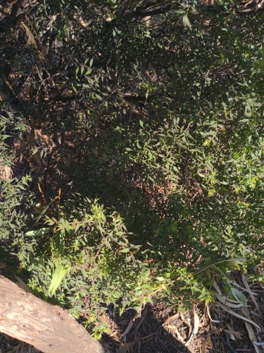 Melaleuca styphelioides