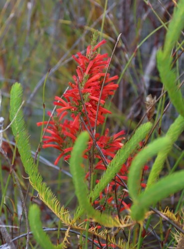 Image of Erica pillansii by (c) Tony Rebelo, some rights reserved (CC BY-SA)