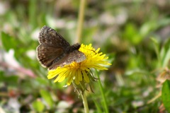 Erynnis juvenalis