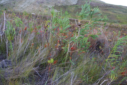 Image of Erica pillansii by (c) Tony Rebelo, some rights reserved (CC BY-SA)