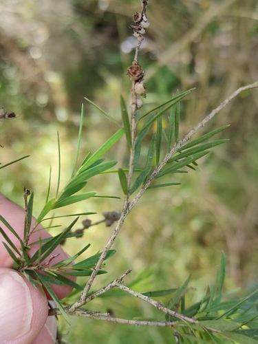 Image of Melaleuca trichostachya by (c) Tony van Kampen, some rights reserved (CC BY)