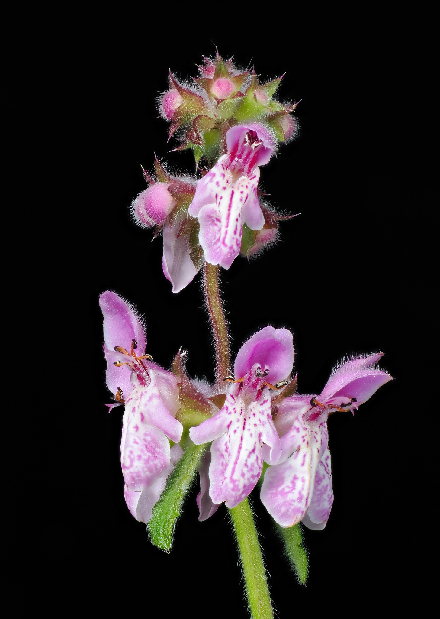 Stachys rigida