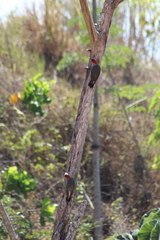 Melanerpes aurifrons
