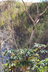 Melanerpes aurifrons