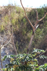 Melanerpes aurifrons