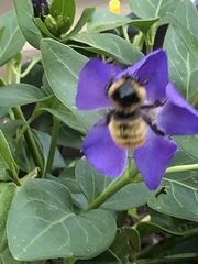 Bombus opifex