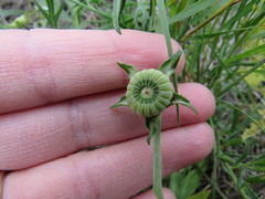 Callirhoe involucrata