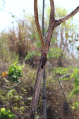 Melanerpes aurifrons