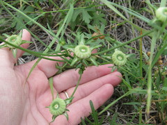 Callirhoe involucrata
